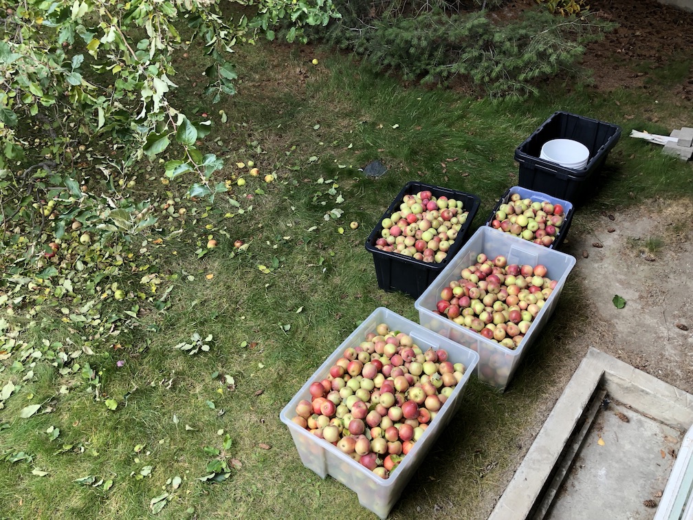 Got Apples? Make (hard) Cider. 🍺