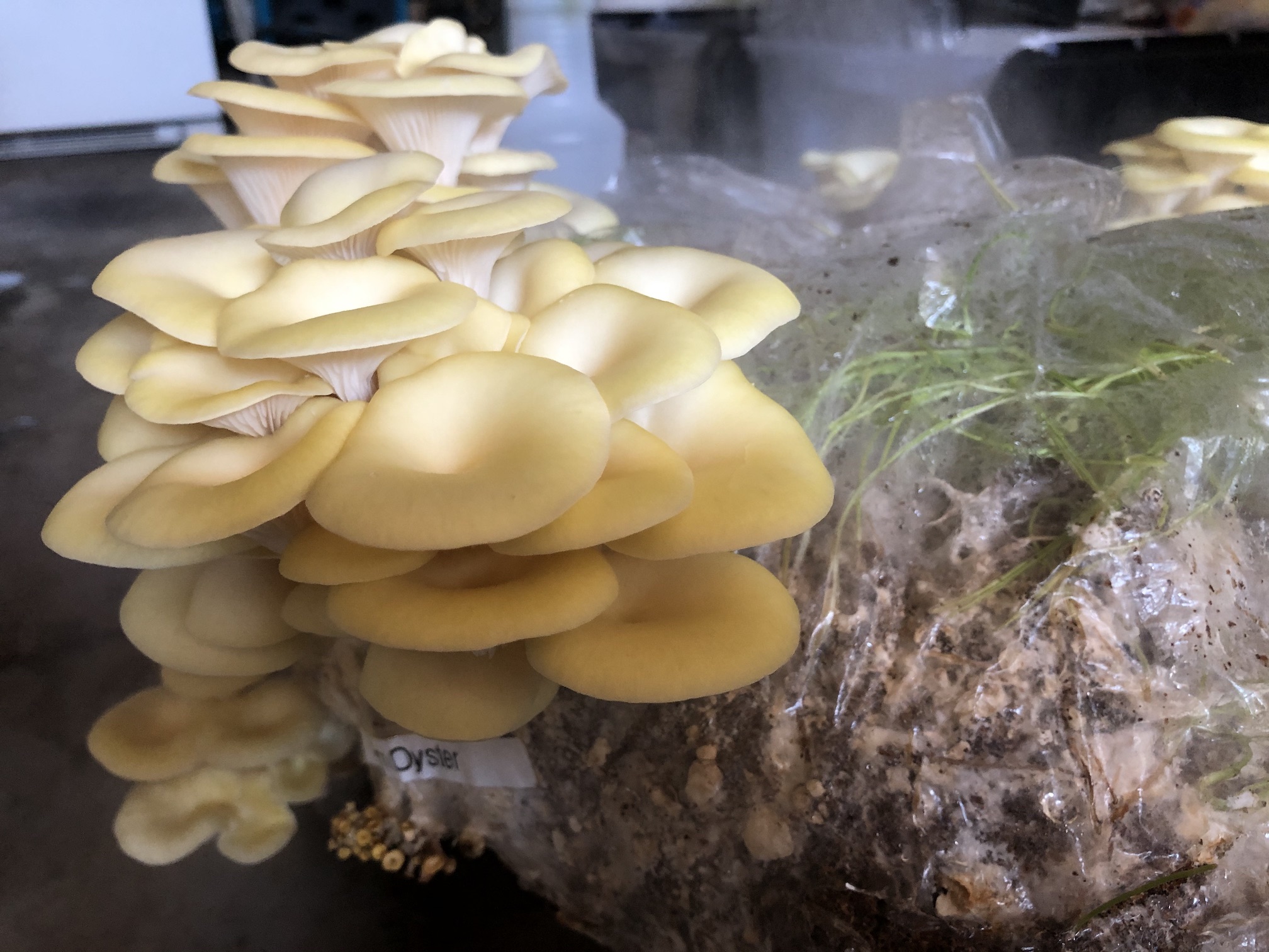 Oyster Mushrooms @ Home