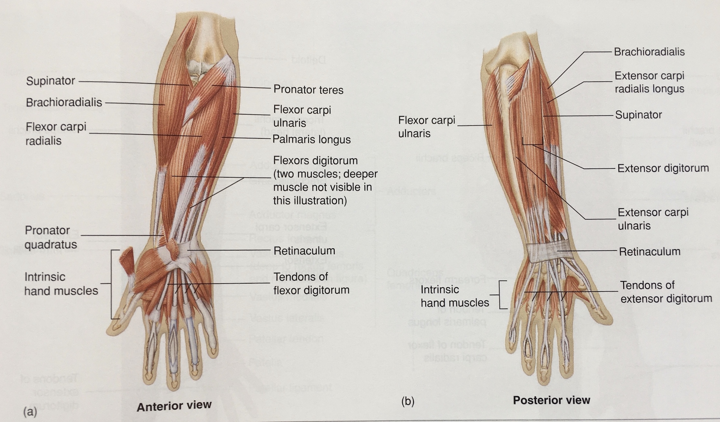Forearm-and-hand